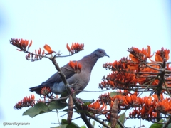 Patagioenas cayennensis