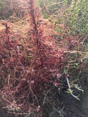 Cuscuta epithymum