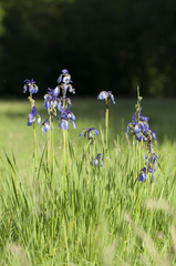 Iris sibirica