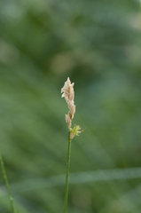 Carex brizoides