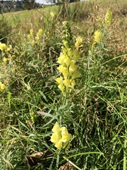 Linaria