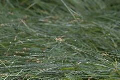 Carex brizoides