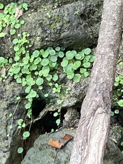 Hydrocotyle verticillata