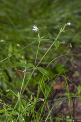 Cerastium sylvaticum