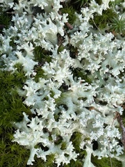 Cladonia caroliniana