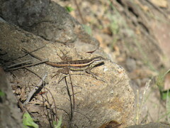 Sceloporus variabilis