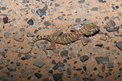 Stenodactylus petrii