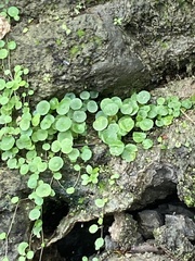 Hydrocotyle verticillata