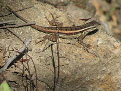 Sceloporus variabilis