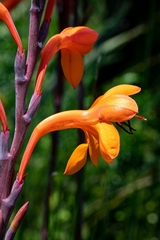 Watsonia tabularis
