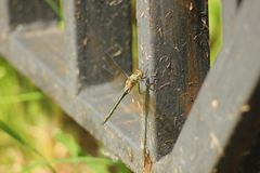 Cordulia aenea aenea