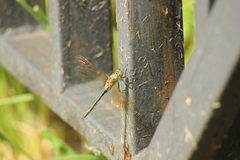 Cordulia aenea aenea