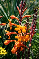 Watsonia tabularis