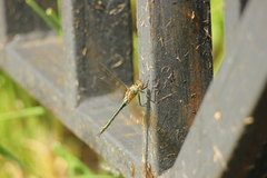 Cordulia aenea aenea