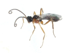 Orthocentrinae