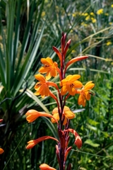 Watsonia tabularis
