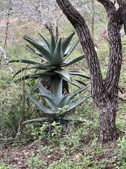 Aloe marlothii