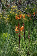 Watsonia tabularis