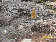 Dryas iulia moderata