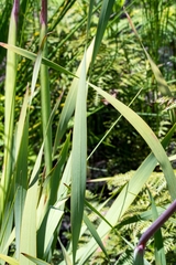Watsonia tabularis