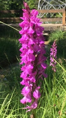 Dactylorhiza majalis