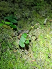 Acianthus sinclairii