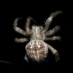 Pararaneus