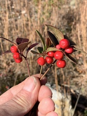 Ilex