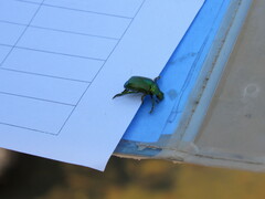 Calomacraspis splendens