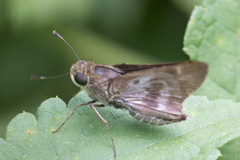 Nyctelius nyctelius
