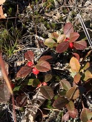 Ilex