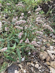 Persicaria pensylvanica