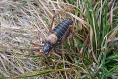 Sorapagus catalaunicus