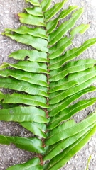 Blechnum capense