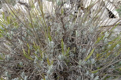 Lavandula angustifolia