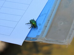 Calomacraspis splendens