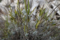 Lavandula angustifolia