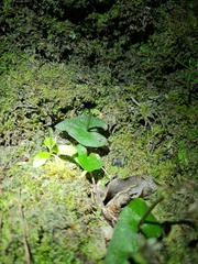 Acianthus sinclairii