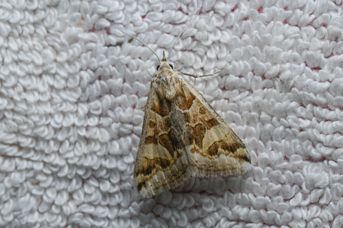 Cerocala scapulosa
