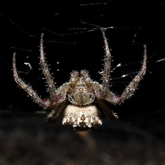 Pararaneus