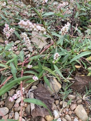 Persicaria pensylvanica