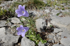 Campanula speciosa