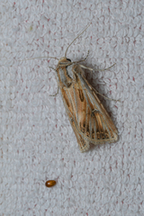 Agrotis herzogi