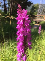 Dactylorhiza majalis