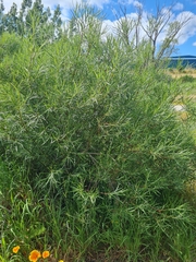 Salix eleagnos