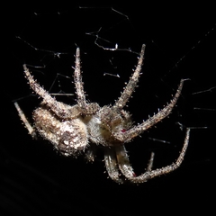 Pararaneus