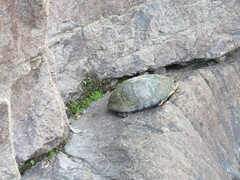 Kinosternon integrum