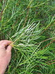Salix eleagnos