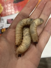 Cotinis mutabilis