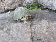 Kinosternon integrum